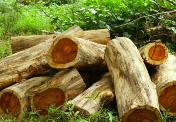 Bintangor is used to produce Vietnam Bintangor Plywood
